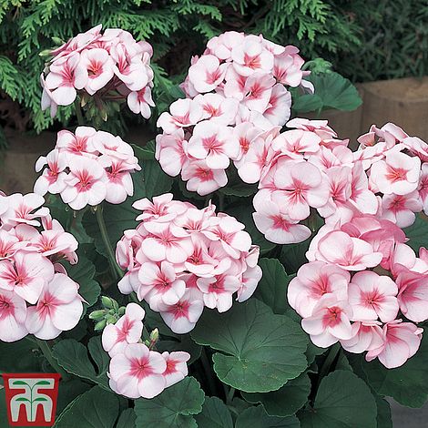 Geranium 'Maverick Star' Seeds | Thompson & Morgan